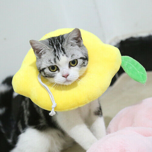 Adjustable Pet Recovery Cone – Soft Lemon Elizabethan Collar for Cats & Small Dogs