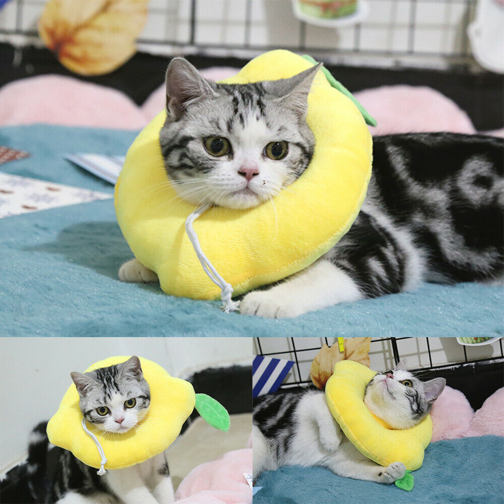 Adjustable Pet Recovery Cone – Soft Lemon Elizabethan Collar for Cats & Small Dogs
