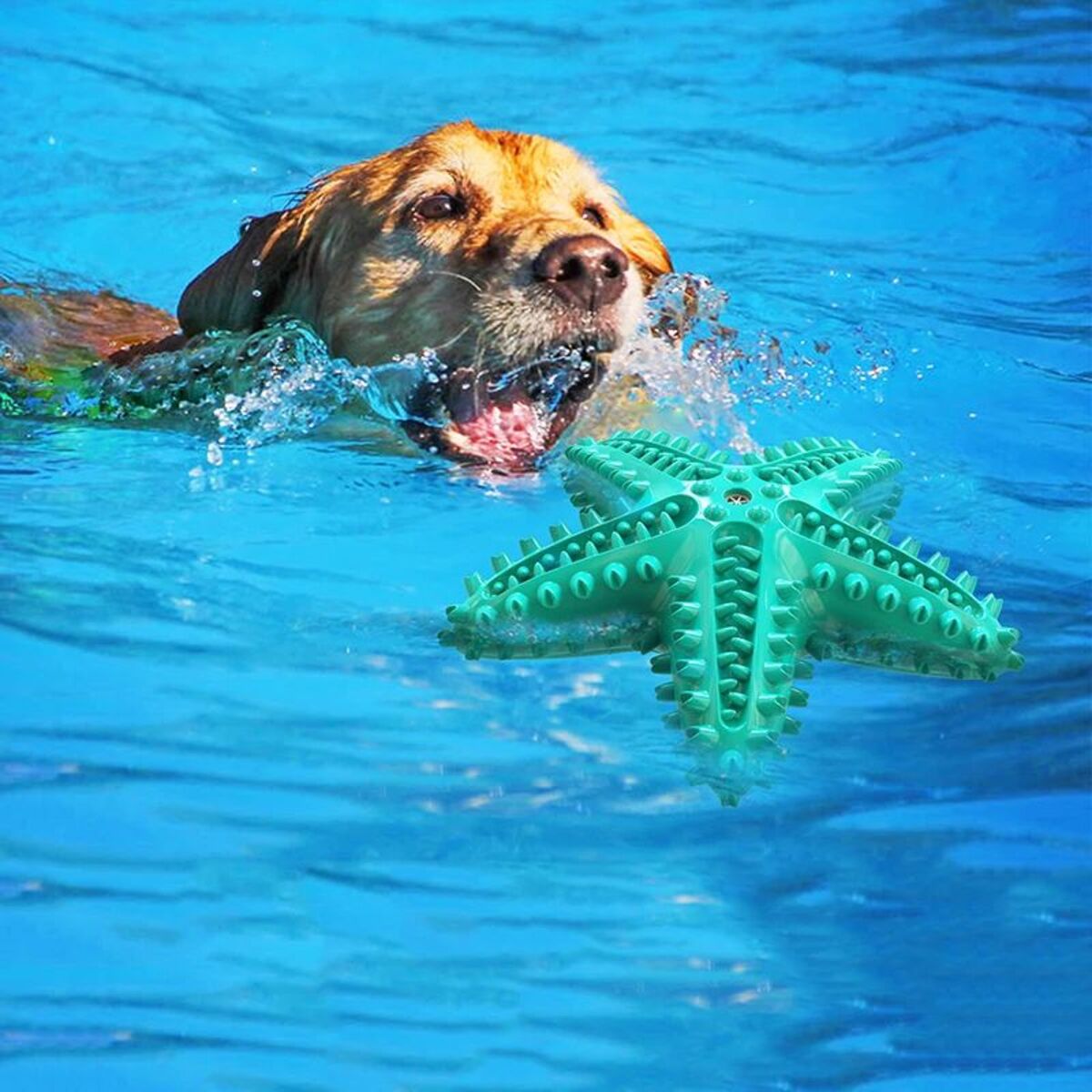 Starfish Chew Dog Toy – Interactive & Squeaky